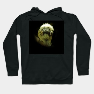 Cotton-top tamarin Hoodie